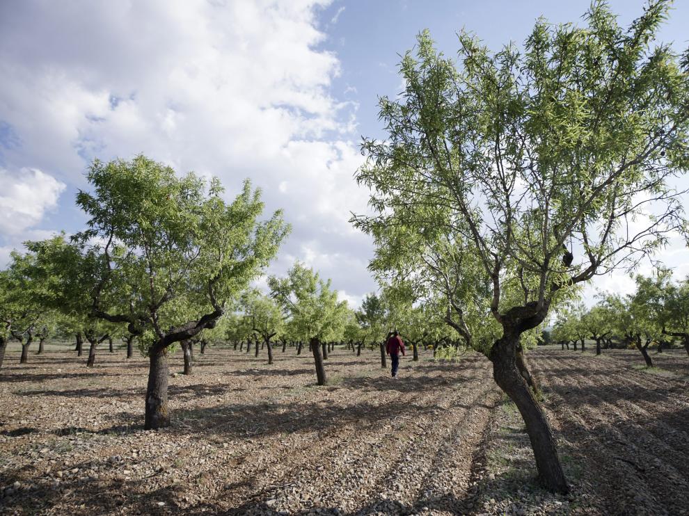 El 47% de los perceptores son de la provincia de Teruel, el 33% de Huesca y el 20% de Zaragoza.
