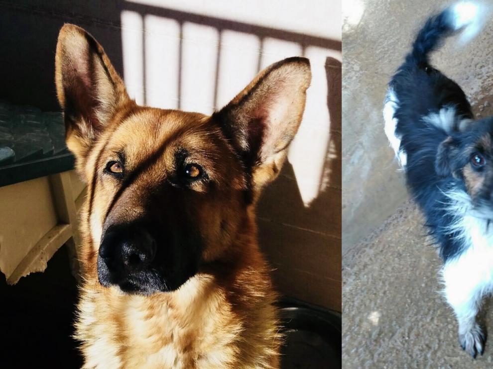 Algunos de los animales alojados en el centro y que buscan nuevo hogar.