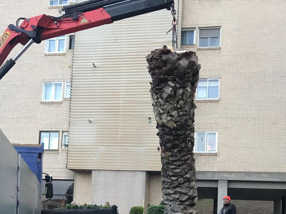 Momento en que se retira una palmera afectada por el picudo rojo en Zaragoza.