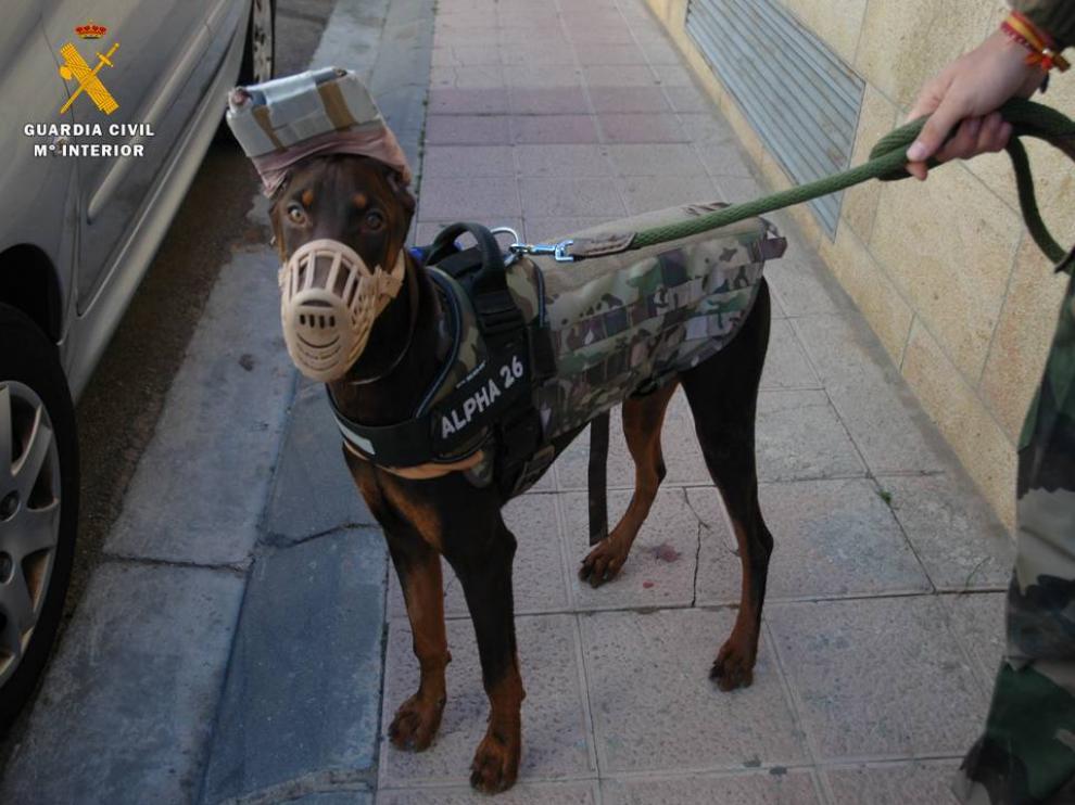 Investigan a dos personas por mutilar las orejas y el rabo a un perro