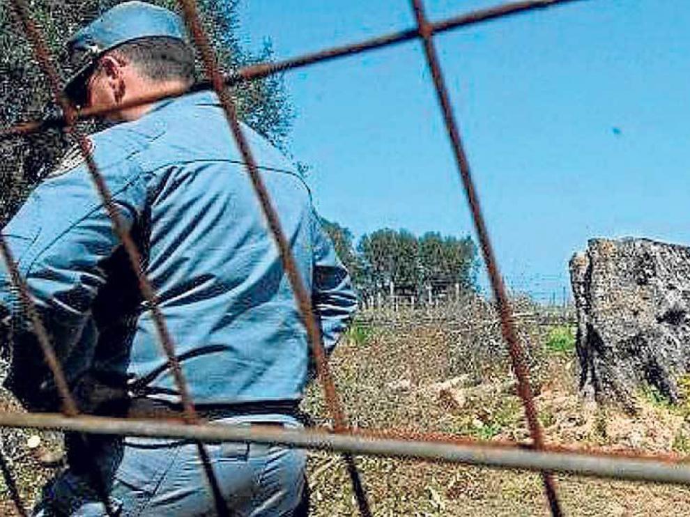 Talas de olivos afectados por la bacteria xylella fastidiosa en la región italiana de Puglia.