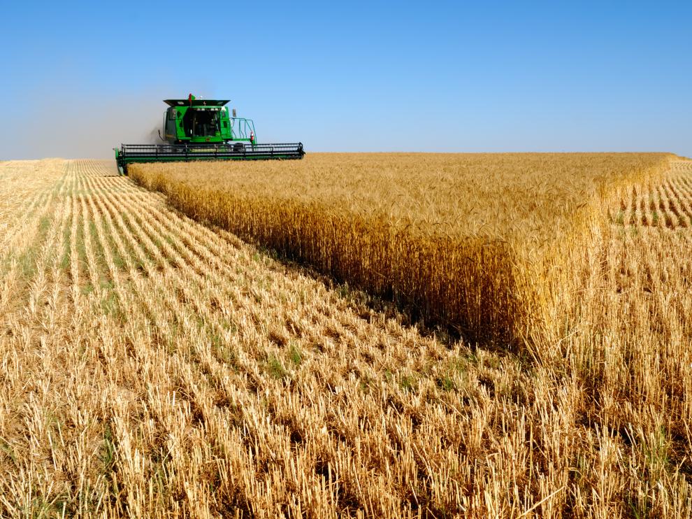 Labores de recolección en un campo de trigo