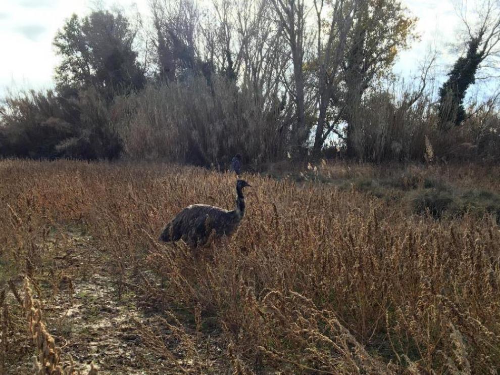 El emu huyó por los campos cercanos a la granja escuela de donde fue robado.