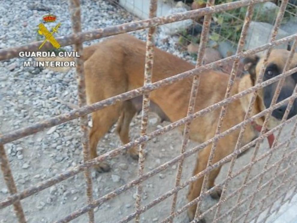 Imagen de archivo de un can rescatado por la Guardia Civil