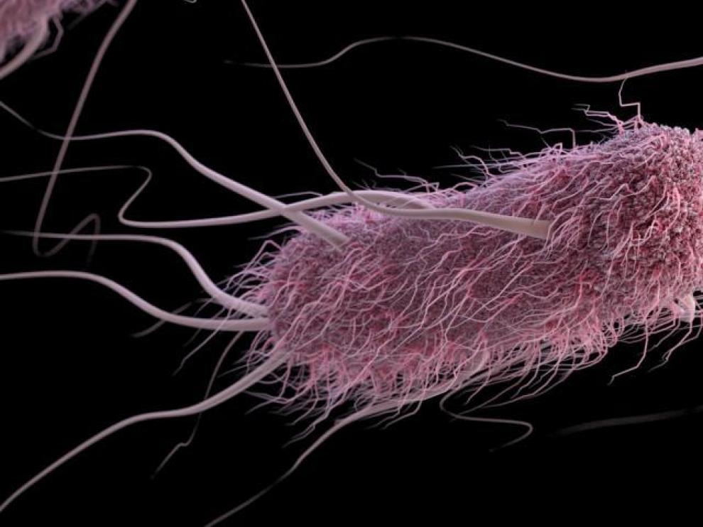 Las especies que triunfan son las que mutan rápido, como las bacterias