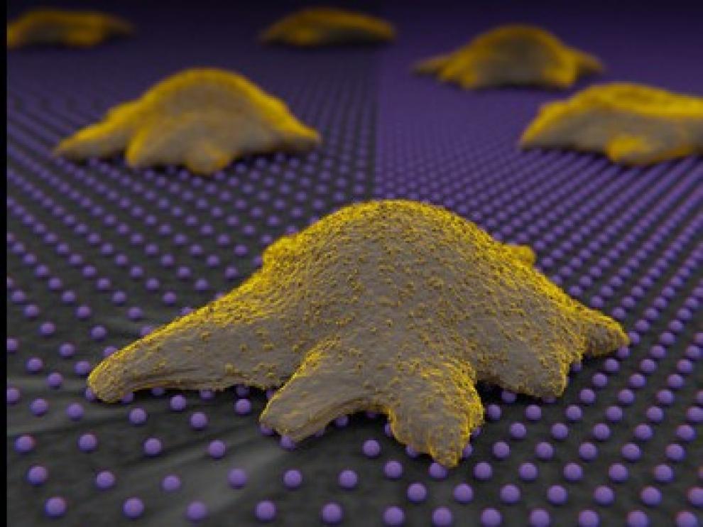 Célula reconociendo las nanopartículas de oro