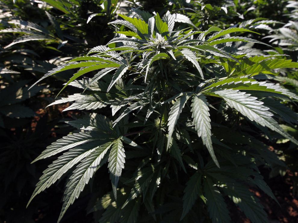 Desmantelan diez plantaciones de marihuana en una operación con 34 detenidos.