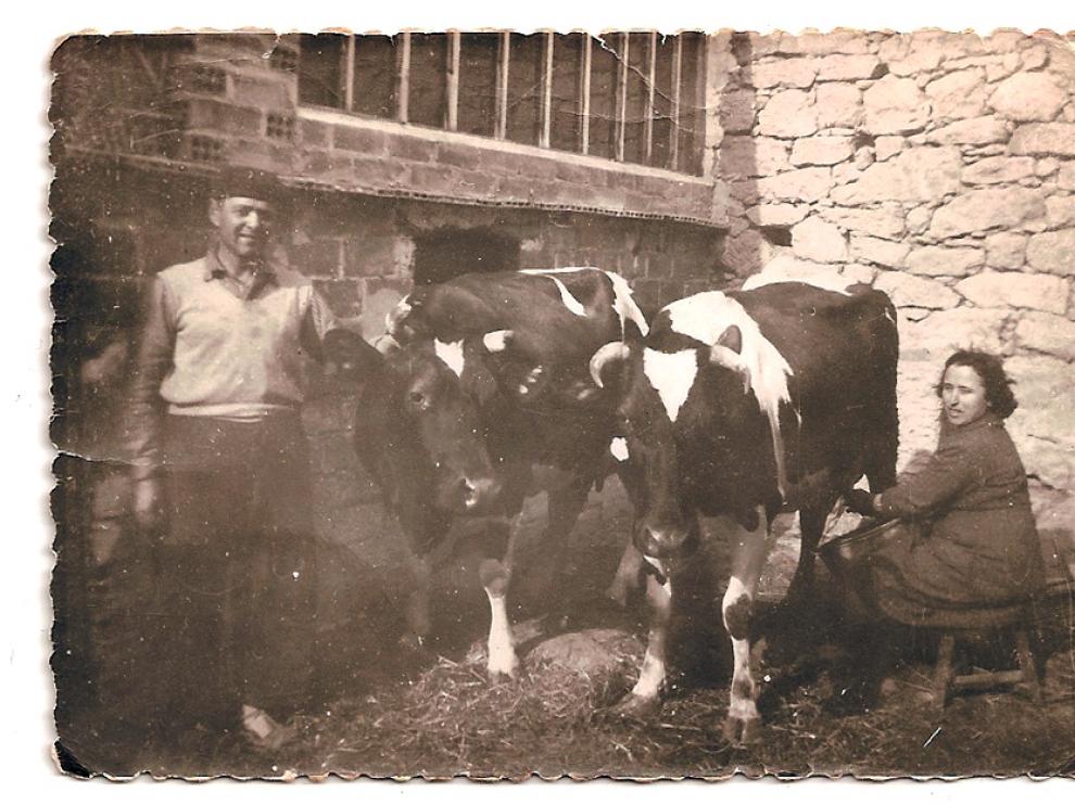 Enrique Angosto y Josefina Andreu, fotografiados con sus vacas en 1952 en Albelda, a dónde llegaron procedentes de Fuentespalda.