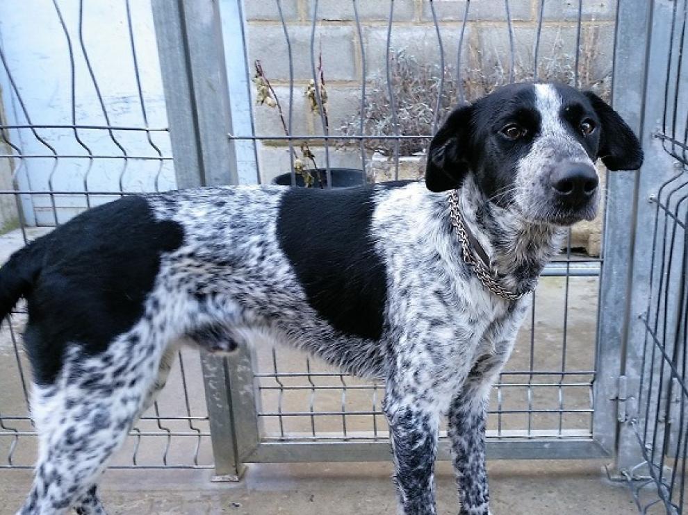Curro, uno de los perros que espera ser adoptado.