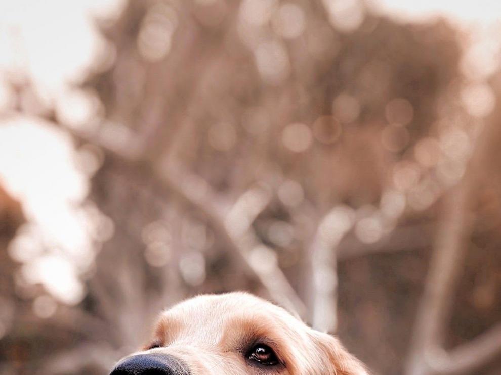 Un perrito muy detallista... ¿con su dueño?