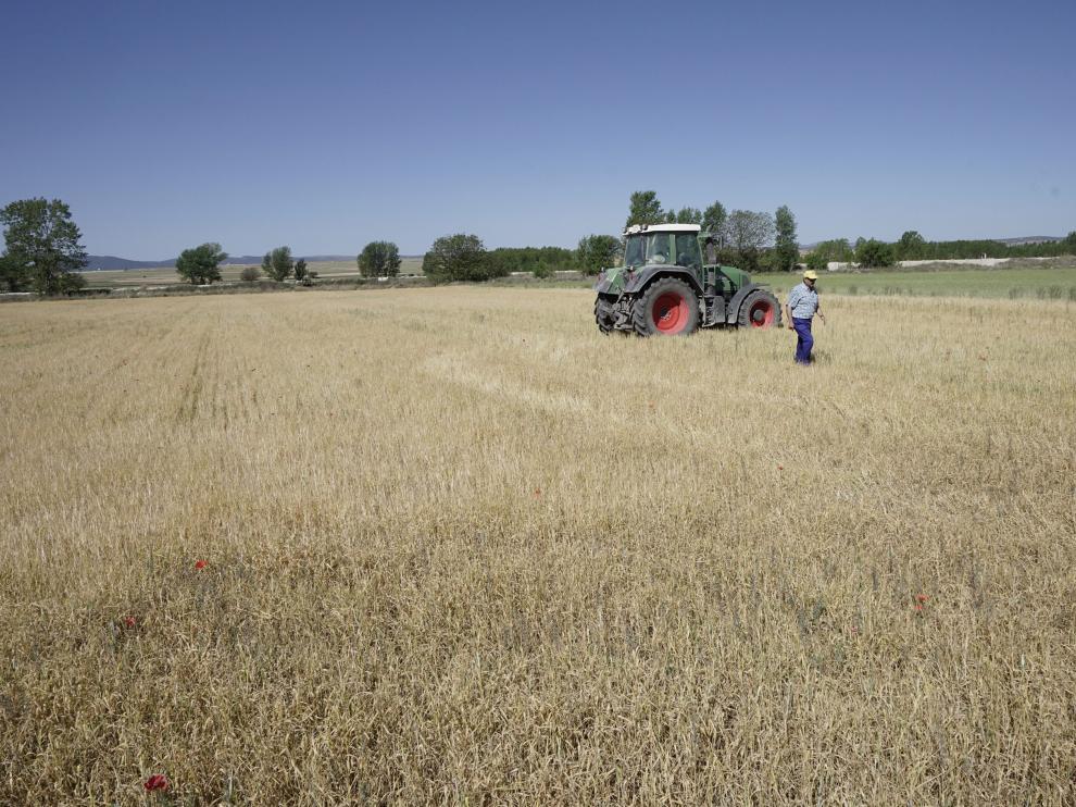 Campo de cebada en Cella (Teruel).