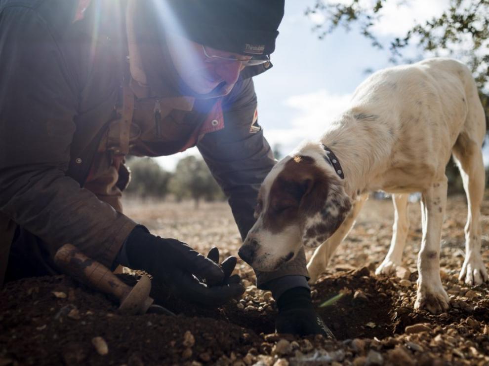 Ricardo, guía de La Trufa Negra, extrae un ejemplar de 'Tuber melanosporum' localizado por el perro Bosque.