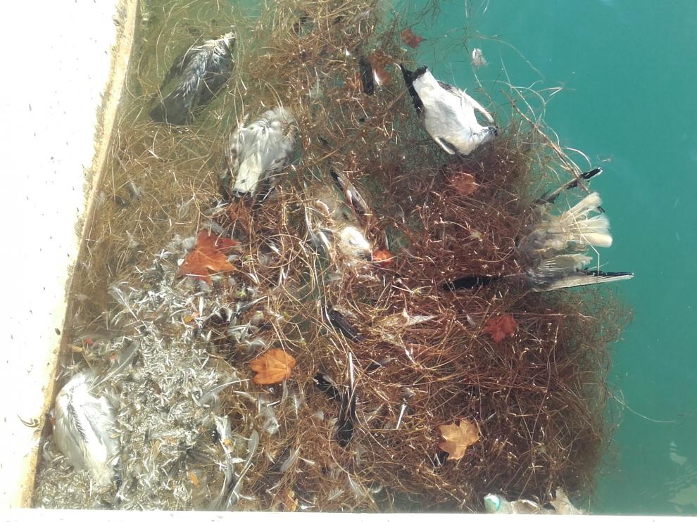 Halladas muertas 26 gaviotas en los depósitos de Casablanca