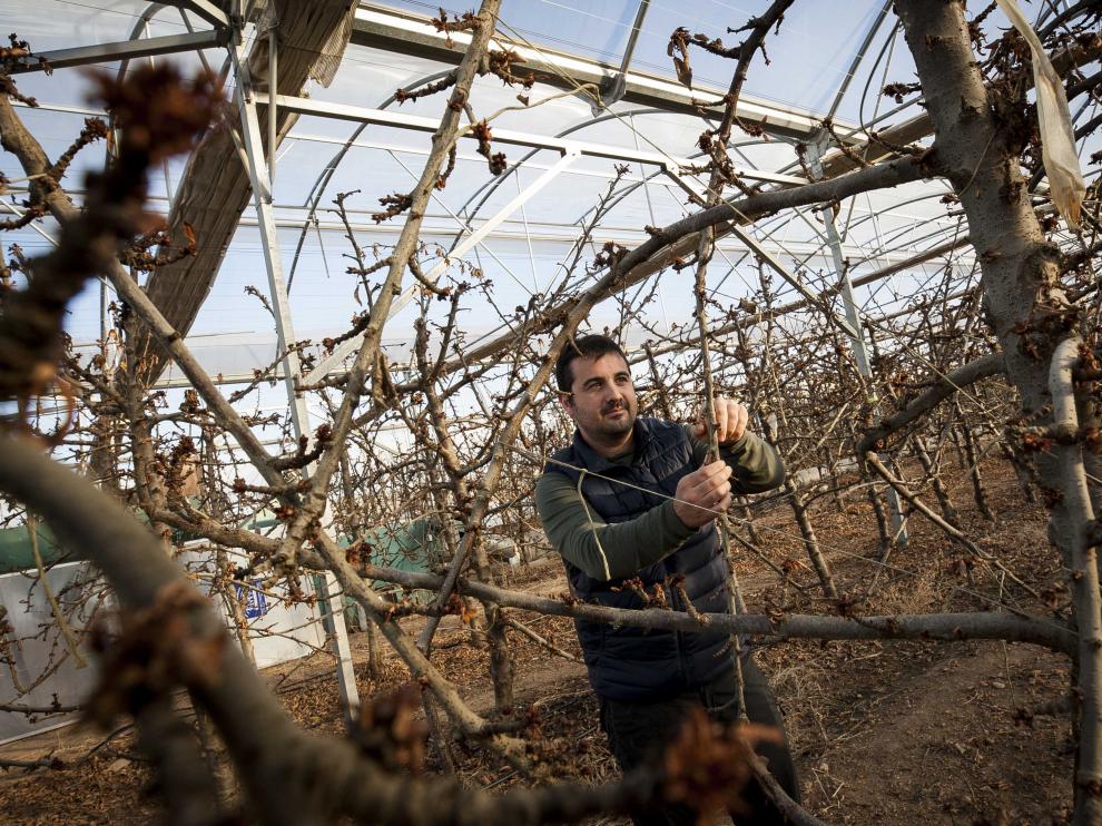 Javier de Pablo empieza estos días a preparar sus plantaciones de cerezas en la finca de Fruit Luxury.