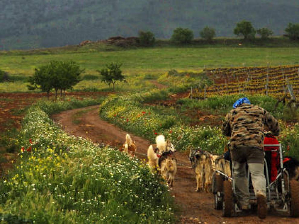 Mushing en un trineo tirado por perros en Campo de Borja.
