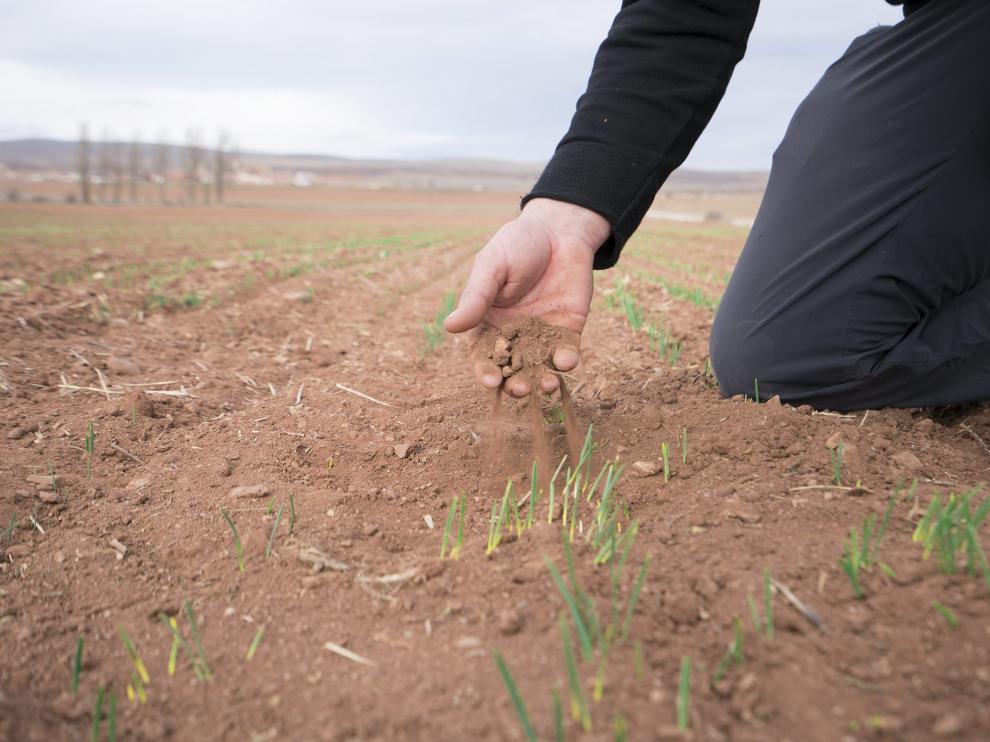 Cultivo de cereal afectado por la sequía en la provincia de Teruel.
