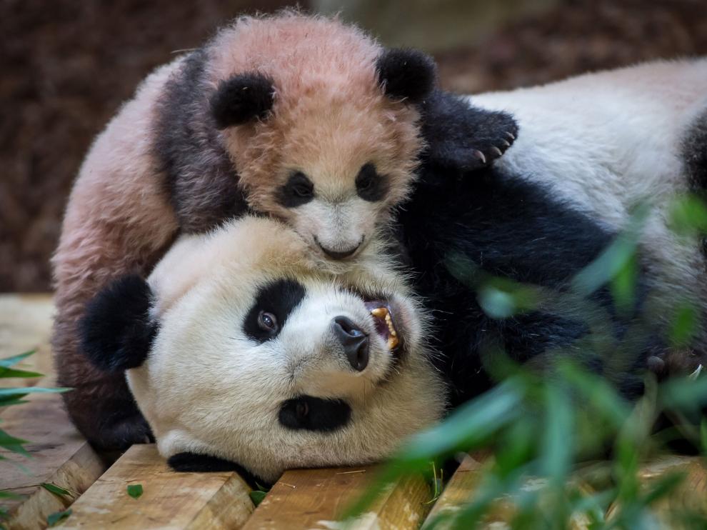 Un panda gigante en un zoo francés