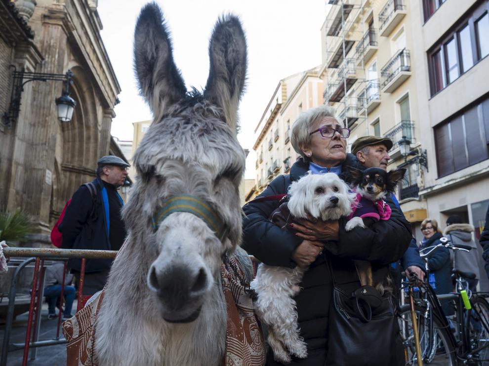 La burra Chenoa sabe posar ante las cámaras.