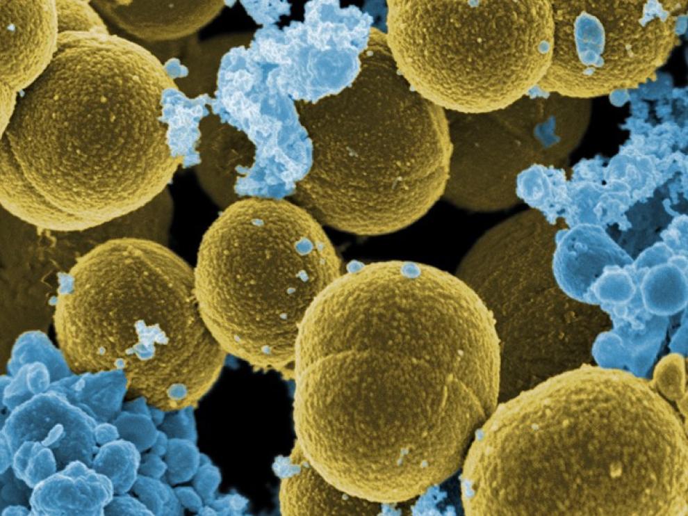 Staphylococcus aureus huyendo de leucocitos humanos.