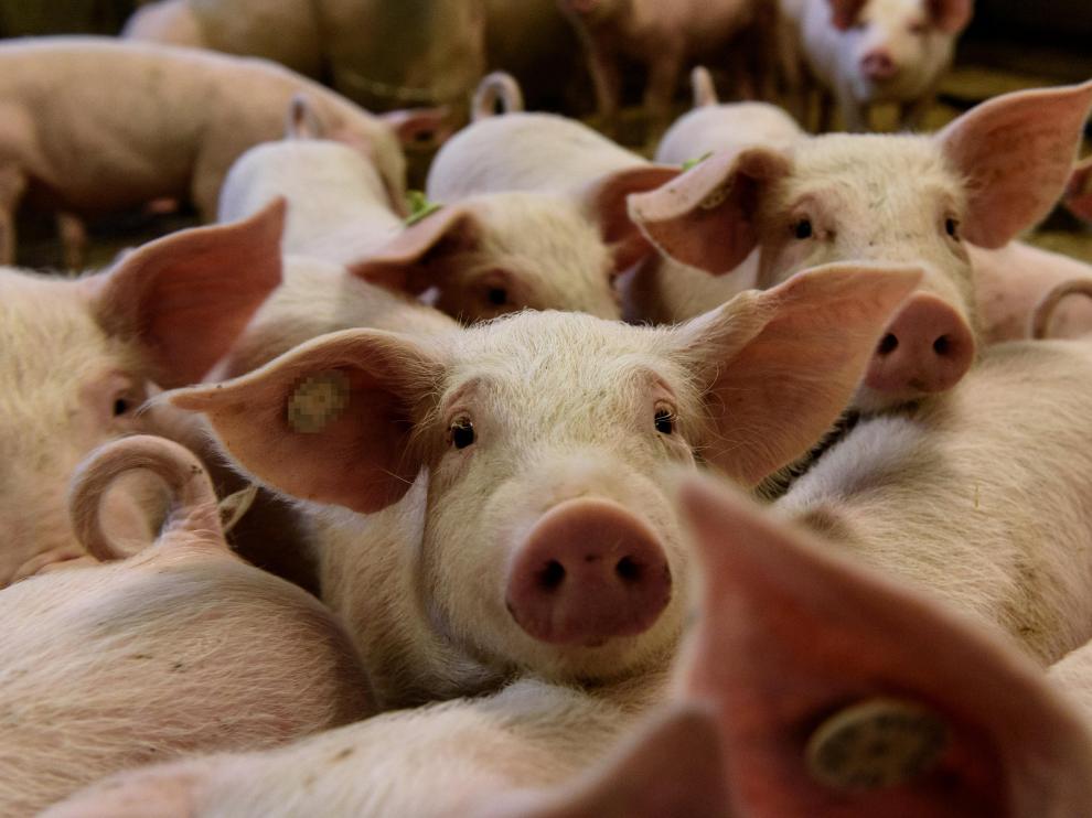 La carne de porcino se coloca segunda en la lista de productos con más mercado exterior.