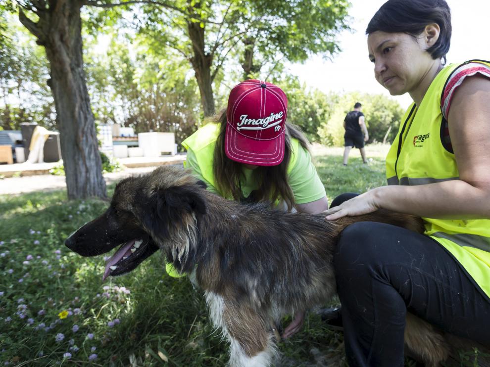 Trabajadores del Centro de Protección Animal, ubicado en Peñaflor, con uno de los perros que fueron rescatados este año.