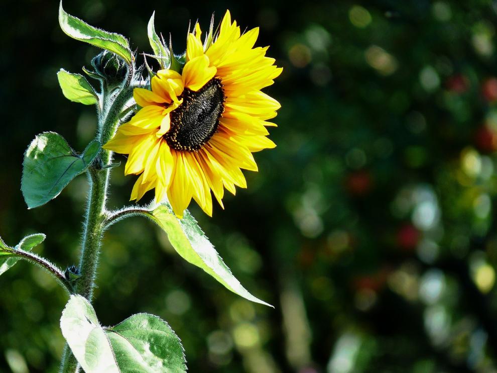 Este aceite se extrae del prensado de las semillas de la planta del girasol.