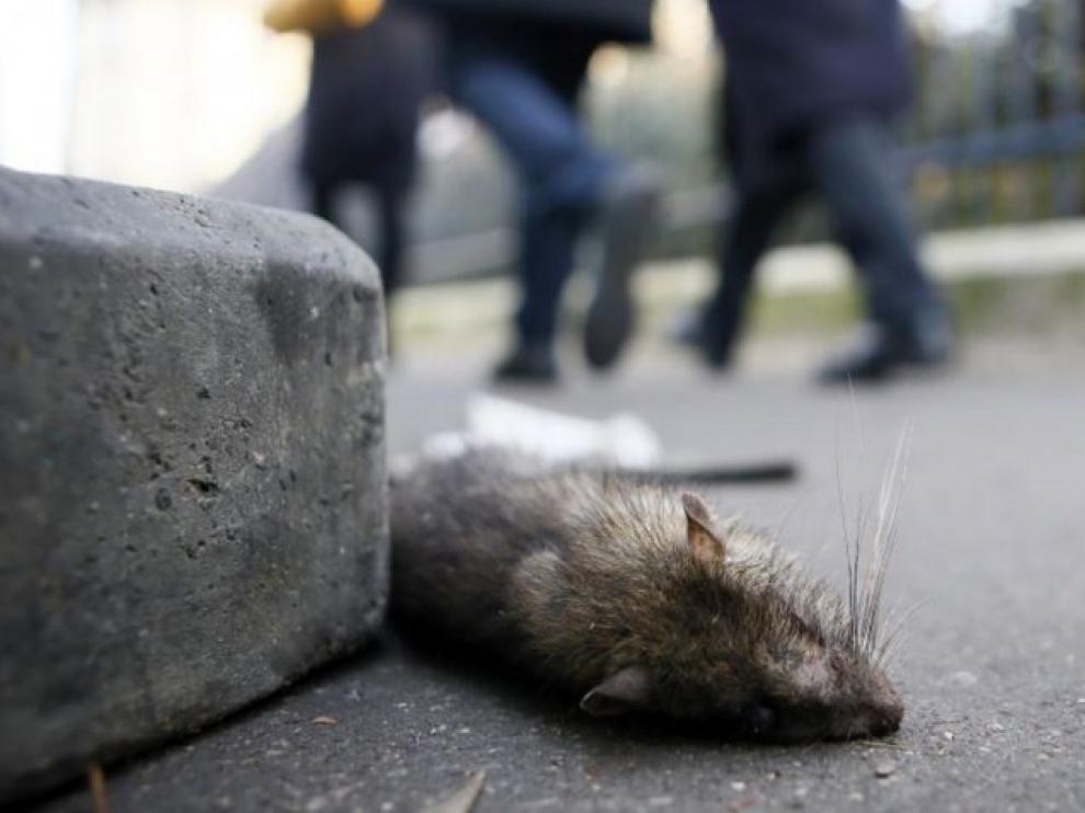 Ratas en París.