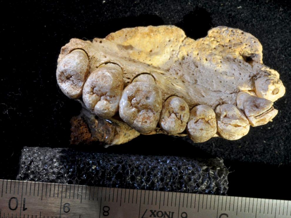 Fragmento de mandíbula humana de hace entre 174.000 y 194.000 años
