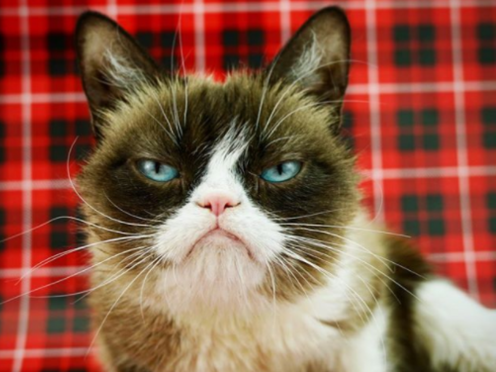 La gata con cara de enfadada saltó a la fama en 2012.