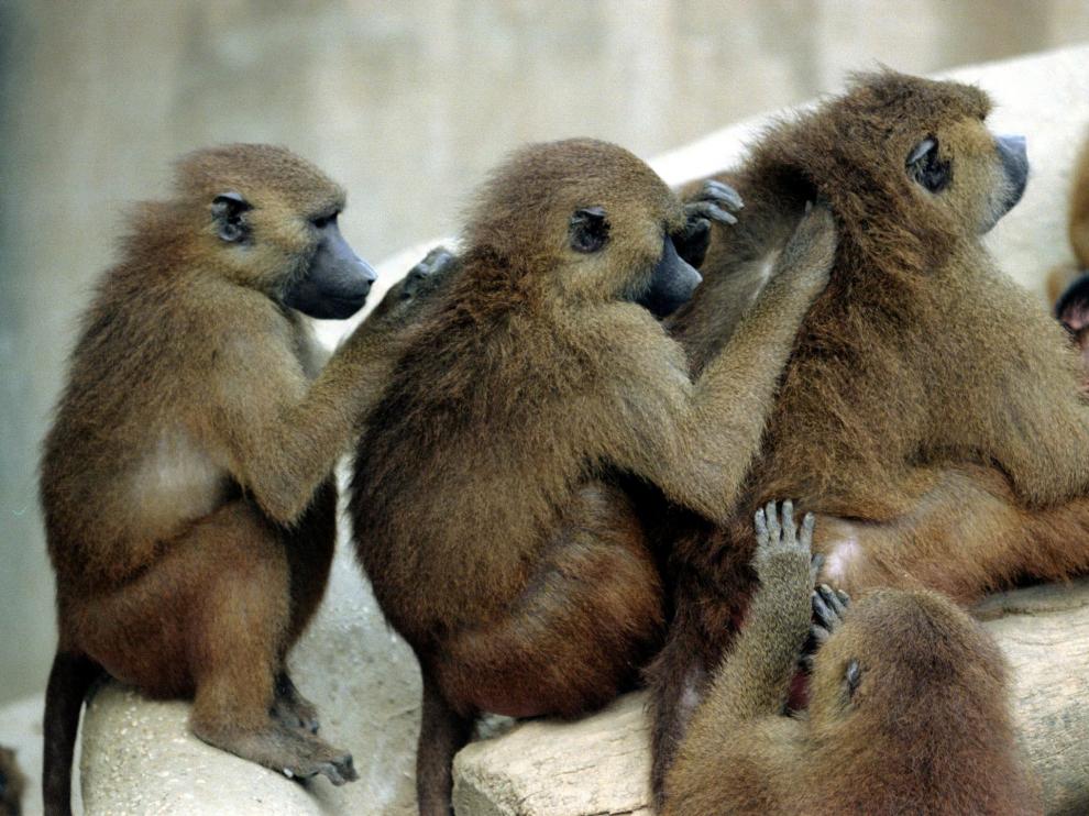 Los animales obligaron a evacuar el zoo para evitar incidentes con los visitantes.