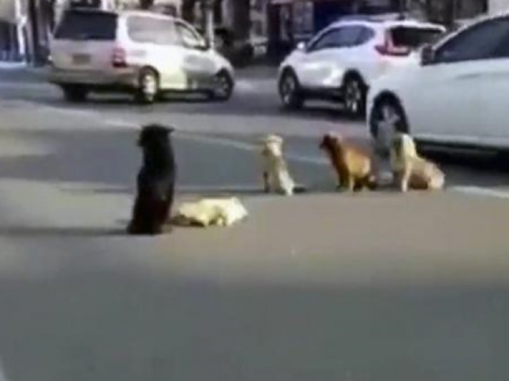 Imagen de los perros tras el atropello mortal.