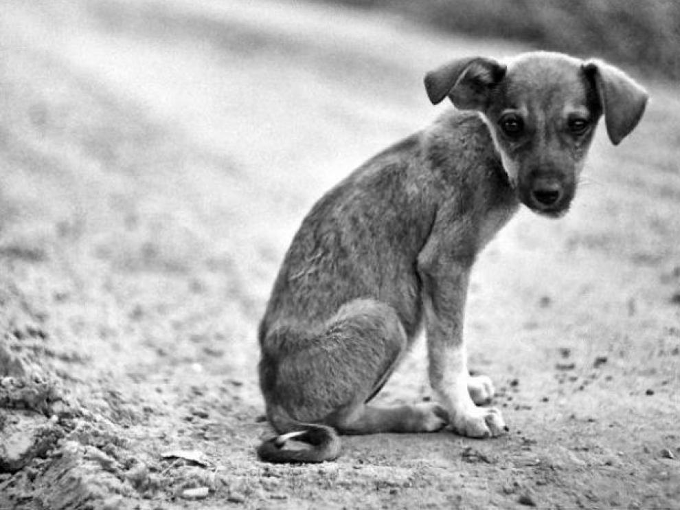 Perros callejeros