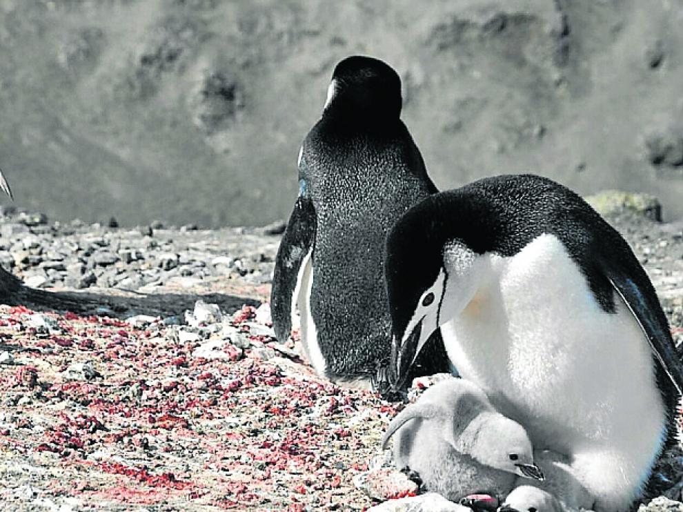 Unos simpáticos pingüinos en la Antártida.