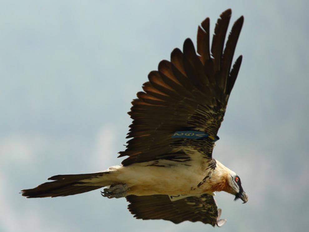 Un ejemplar de quebrantahuesos, un símbolo de la vida natural en el Pirineo