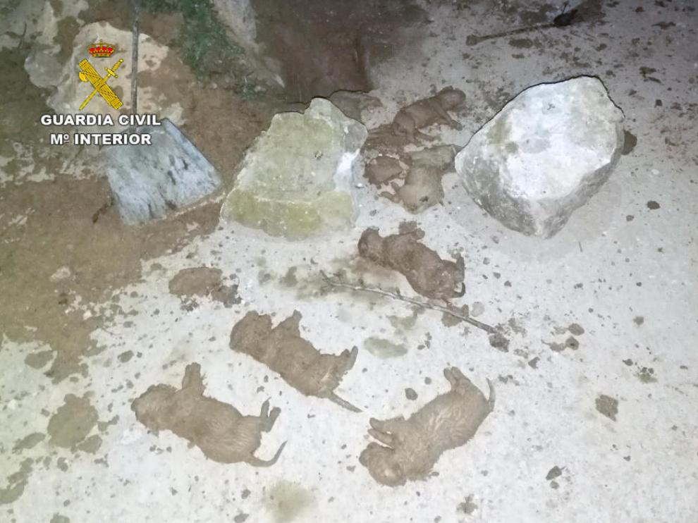 Murieron siete de los nueve cachorros enterrados vivos