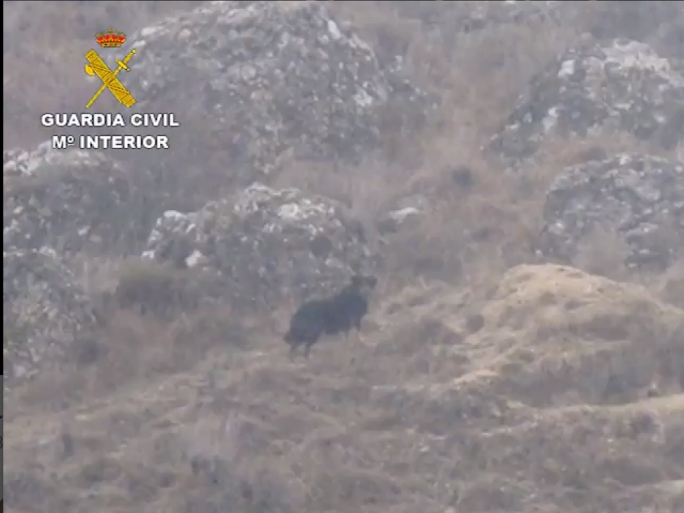 Imágenes difundidas por el Seprona en Jadraque