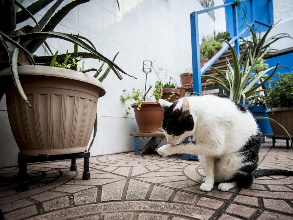 Un gato doméstico en una foto de archivo en un domicilio de Zaragoza