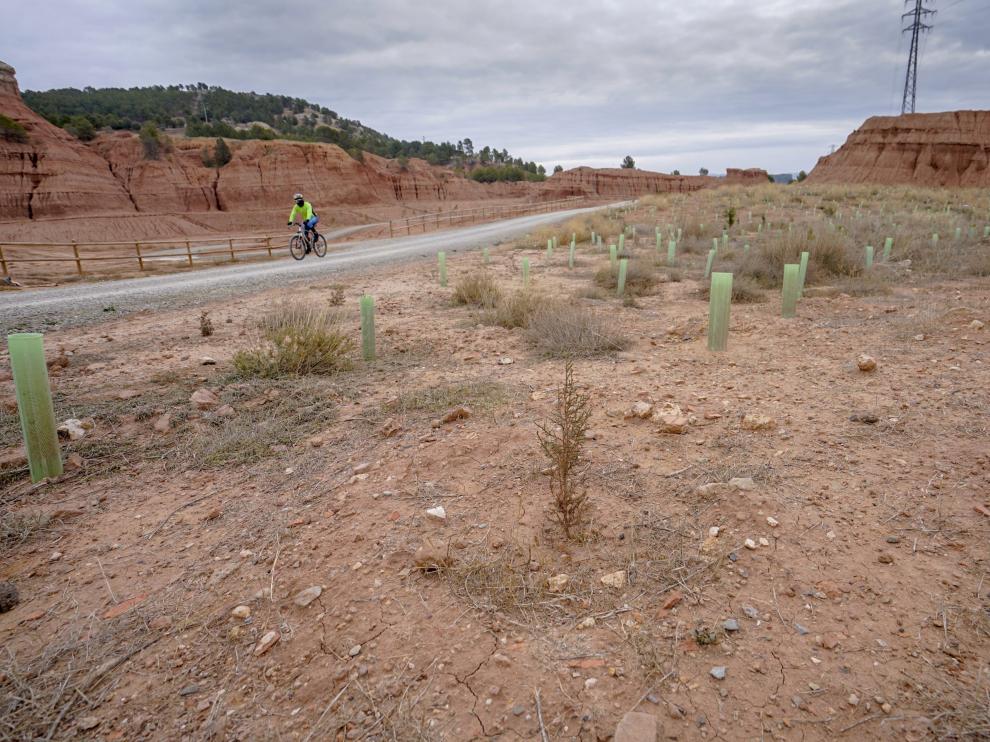Los plantones del parque de Las Arcillas se están secando por falta de riego.