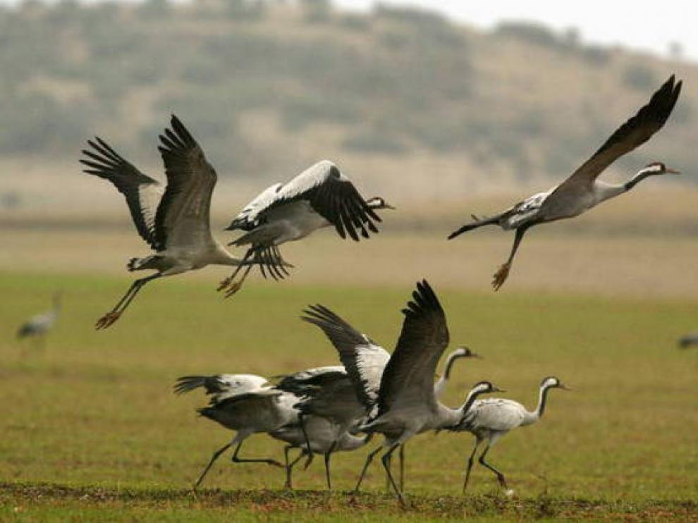 Grullas en Gallocanta