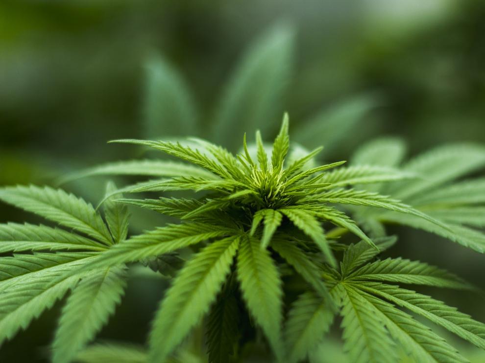 En los últimos años, varios países han legalizado el consumo y la comercialización de la marihuana y otros están contemplando hacerlo.