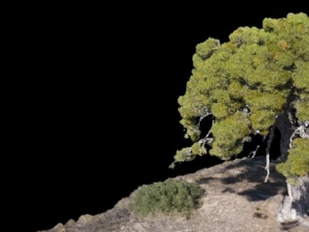 Los árboles monumentales singulares de Aragón, en 3 dimensiones