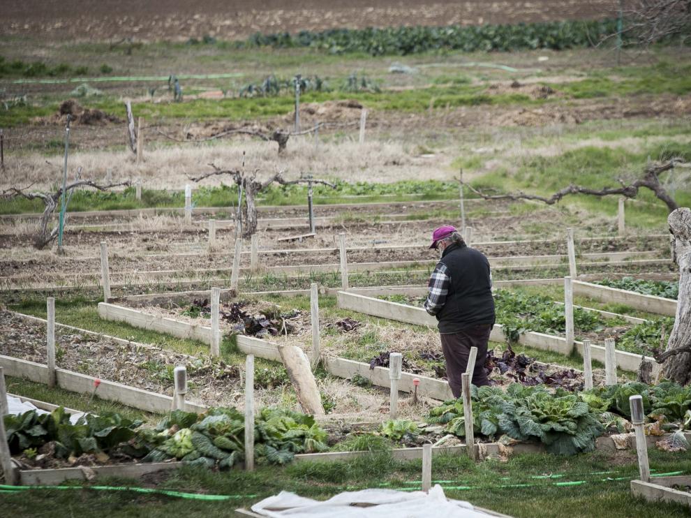 Roberto García en el huerto de exportación ecológica del Monasterio de Casbas.