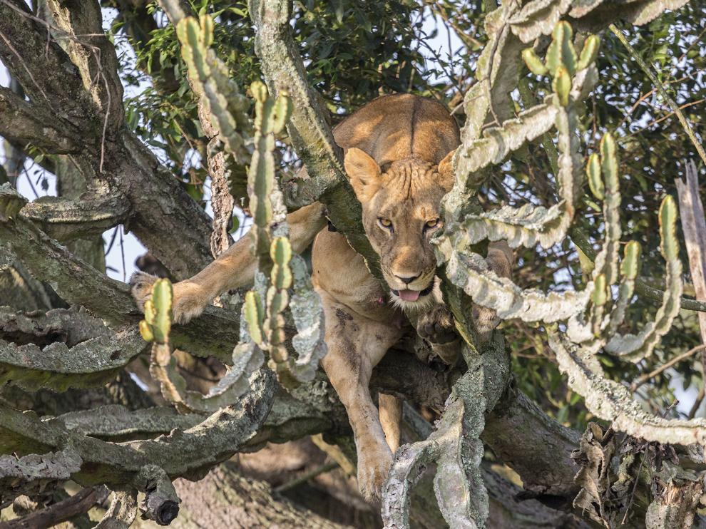 Safari por África con el zaragozano Ramiro Blancas