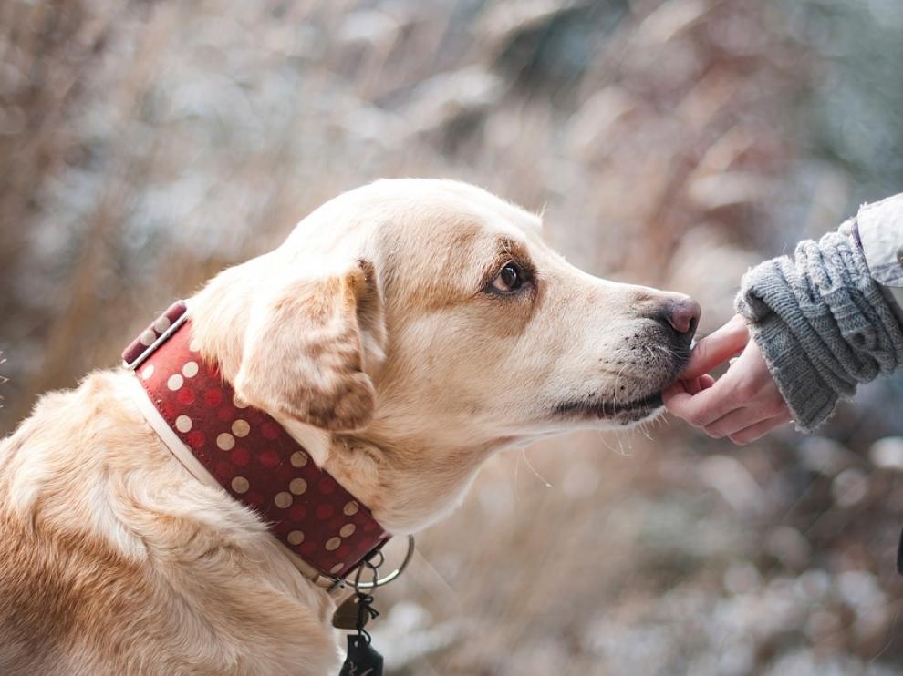 Especialistas defienden la conveniencia del uso de esos perros no solo para ayudar a pacientes cuyo estado no reviste gravedad.