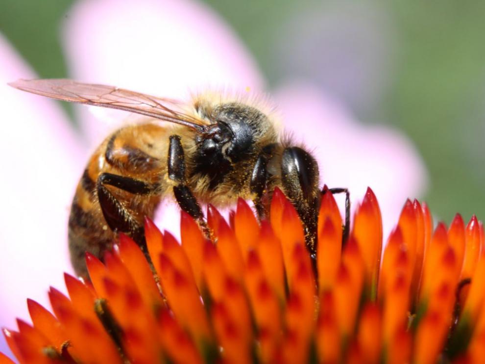 Algunas sustancias antivirales las fabrican las abejas.