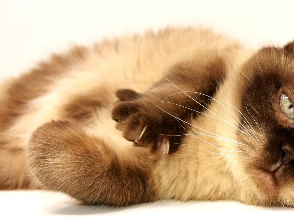 Los gatos han sido protagonistas, en muchas ocasiones, por su especial carácter.