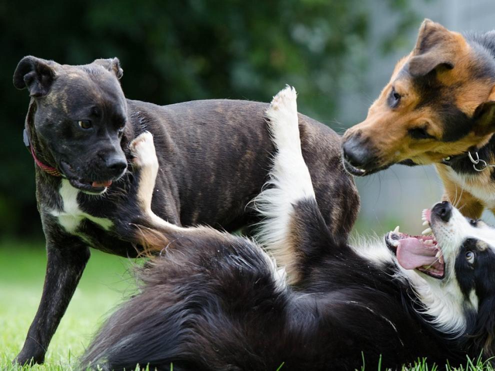 Los perros grandes encuentran más dificultades a la hora de ser acogidos en un nuevo hogar.