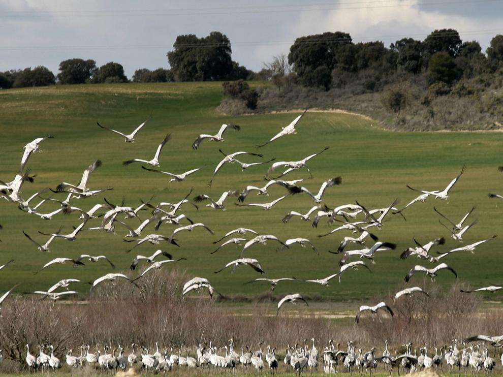 Grullas en la alberca de Alboré en una anterior migración.