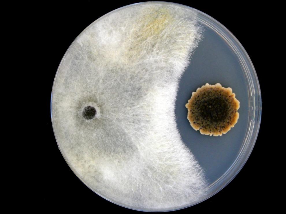 'Competencia fúngica', premio Fotciencia en la modalidad Agricultura sostenible