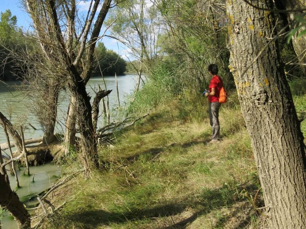 El sendero botánico de Biscarrués recorre seis kilómetros de sotos por las orillas del Gállego.